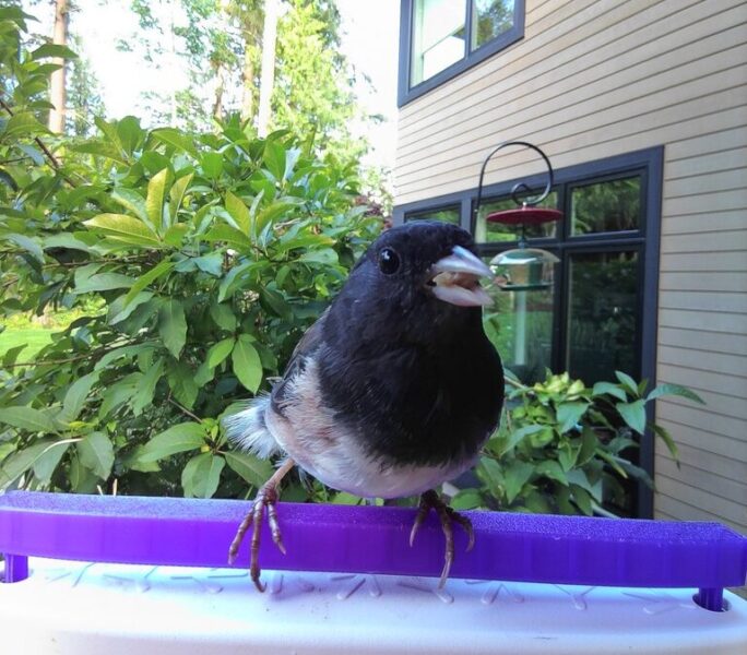 Quick Perch for Bird Buddy